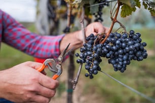 Hände eines unkenntlichen Arbeiters sammeln Trauben im Weinberg im Herbst, Erntekonzept.