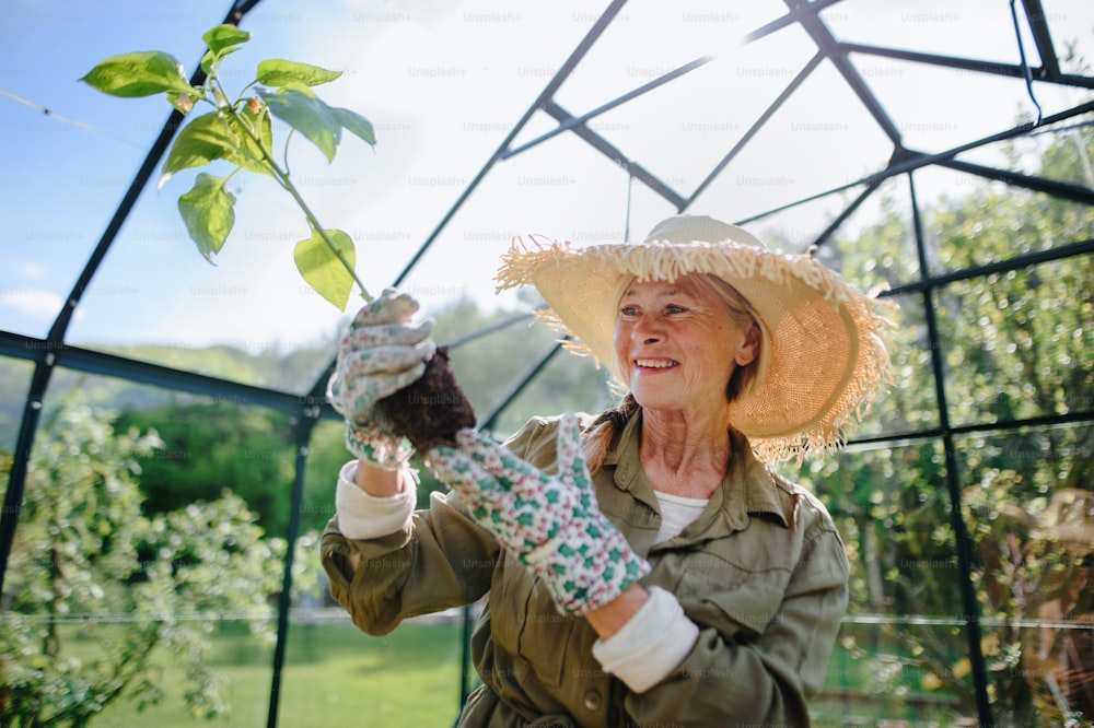 A happy senior gardener woman holding plant in greenhouse at garden.