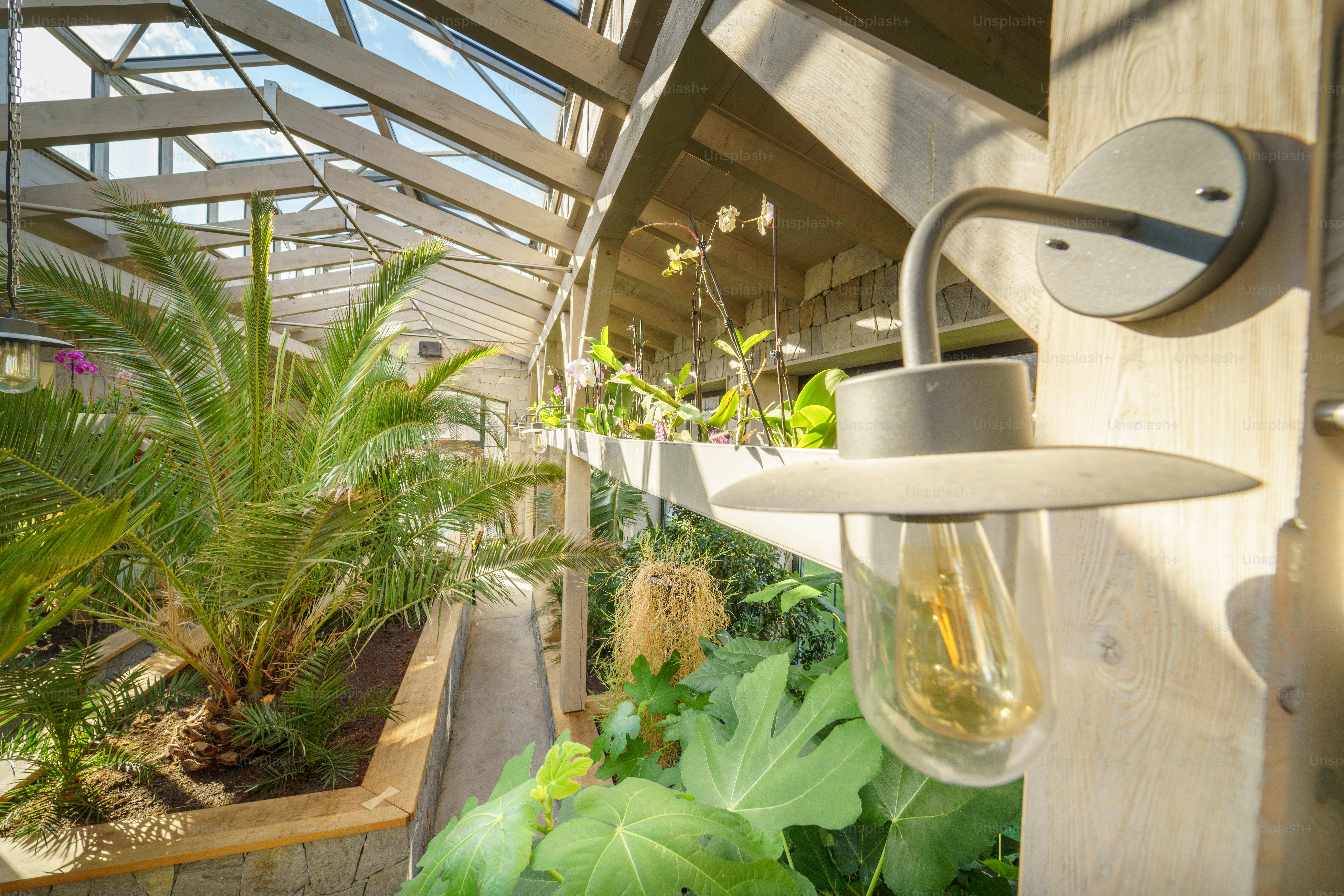 An interior of a greenhouse with exotic plants