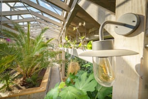 An interior of a greenhouse with exotic plants
