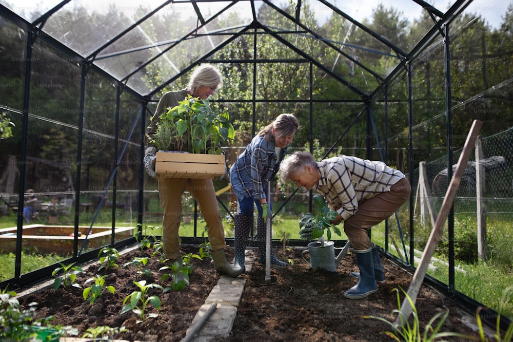 Senior woman friends planting vegetables in a greenhouse at community garden.