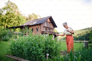 Portrait of contented senior woman standing outdoors by vegetable garden, holding cup of coffee.