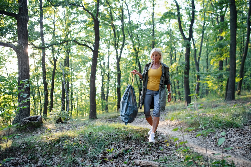 A senior woman ecologist with bin bag picking up waste outdoors in forest.
