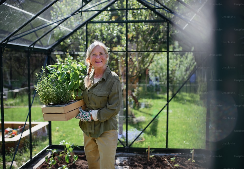 A senior gardener woman carrying crate with plants in greenhouse at garden, looking at camera.