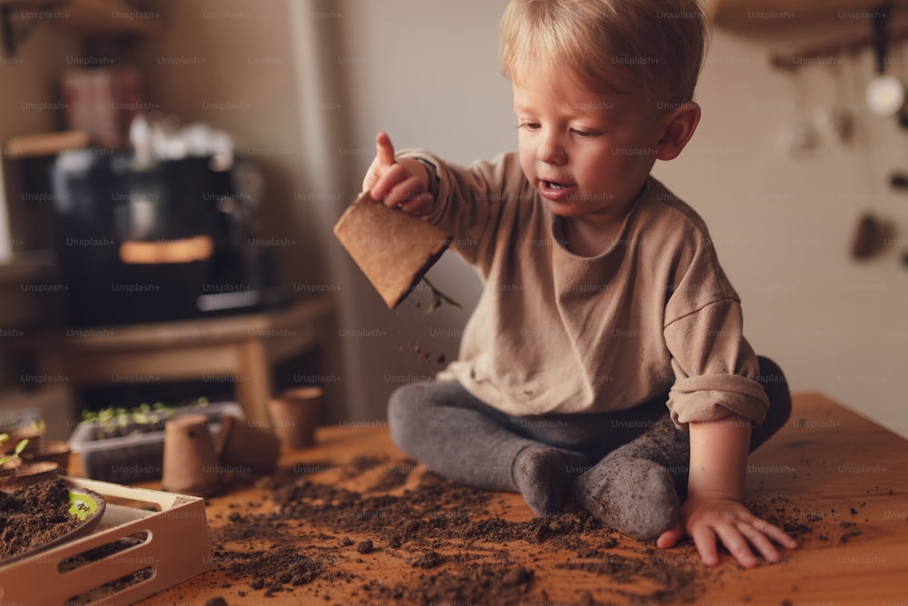 Un desastre y suciedad en una mesa mientras un niño pequeño juega con plántulas en macetas en casa.