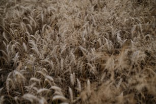 Uma espiga madura dourada de trigo no campo durante o verão