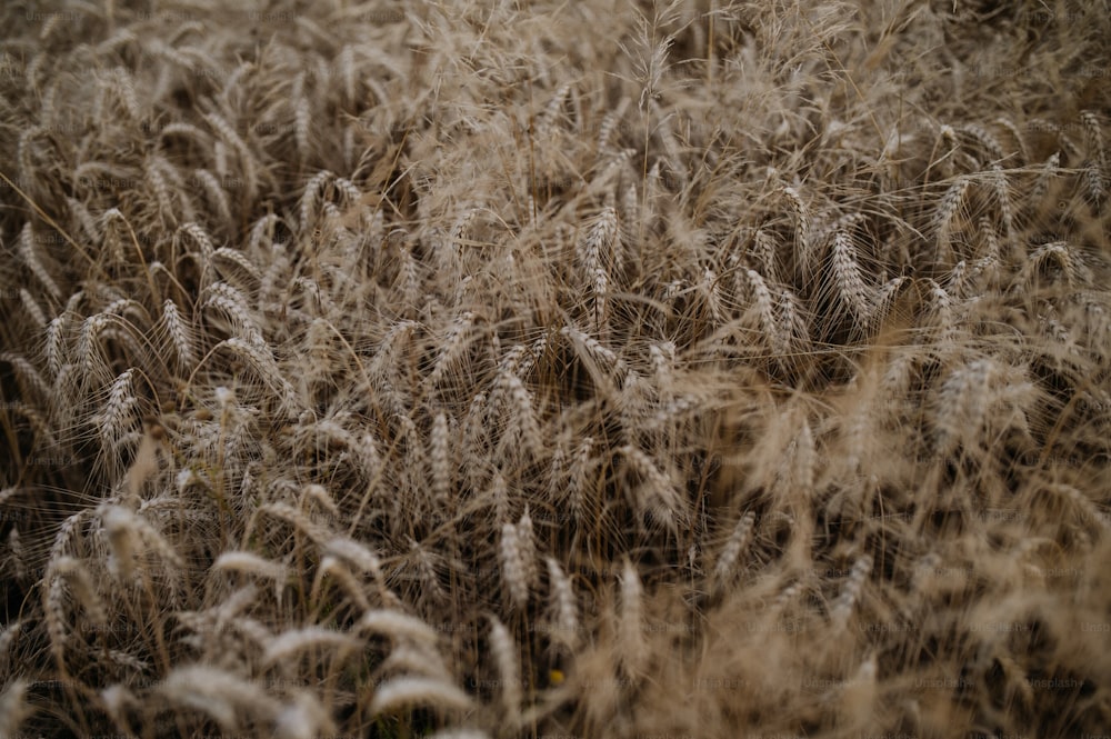 A golden ripe ears of wheat in field during summer