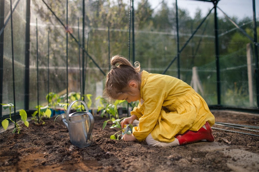 Una bambina che pianta piante di peperoncino biologico in una serra ecologica, impara il giardinaggio e uno stile di vita sostenibile.