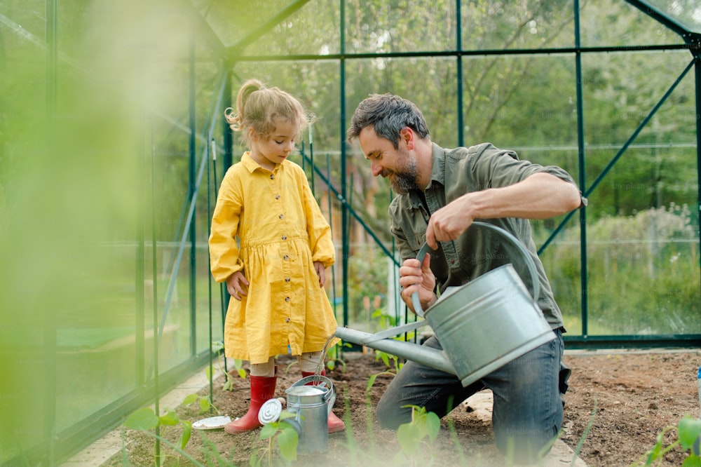 Un padre che insegna alla sua bambina a prendersi cura delle piante biologiche in una serra ecologica, stile di vita sostenibile.