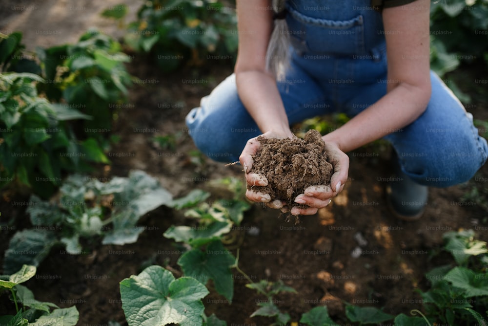 커뮤니티 농장에서 야외에서 흙을 들고 있는 여성 유명인의 손을 클로즈업합니다.