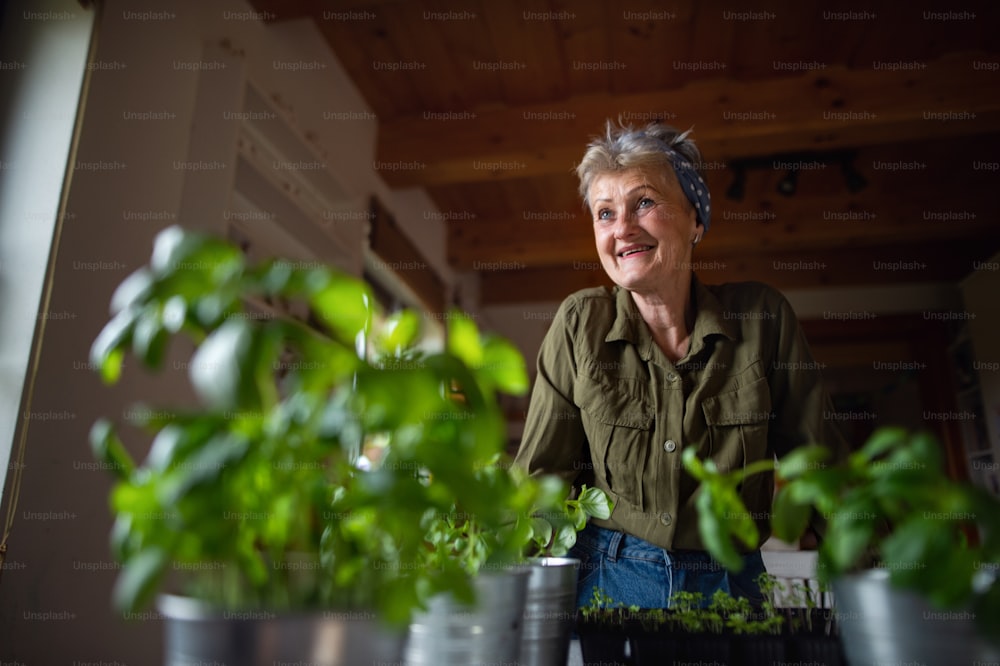 Low angle view of a happy senior woman indoors at home, planting herbs.A happy senior woman indoors at home, planting herbs, looking at camera.