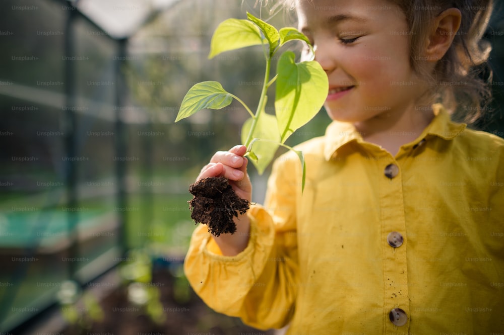 A little girl smelling pepper plant, when transplanting it in eco greenhouse, learn gardening.
