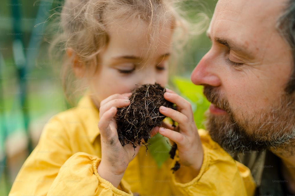 A little girl smelling pepper plant with her dad, when transplanting it in eco greenhouse, learn gardening.