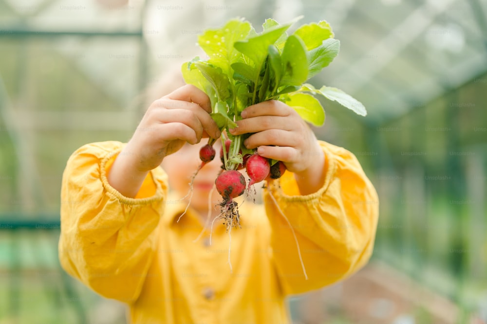A little girl harvesting organic radish in eco greenhouse in spring, sustainable lifestyle. Close up.