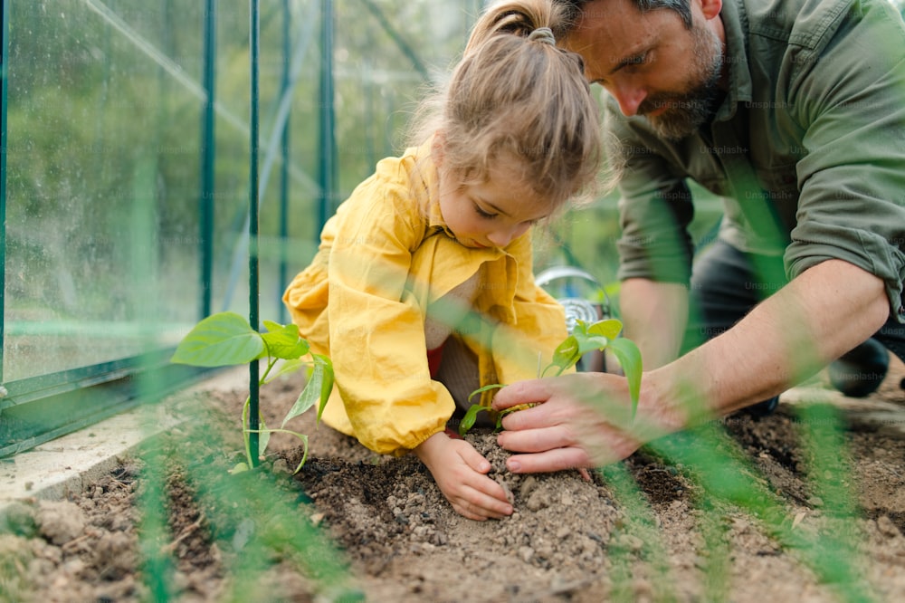 A father learning his little daughter to care about organic plants in eco greenhouse, sustainable lifestyle.Close up.