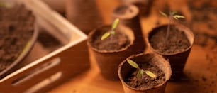 Mudas frescas jovens que crescem em um vaso biodegradável, jardinagem doméstica.