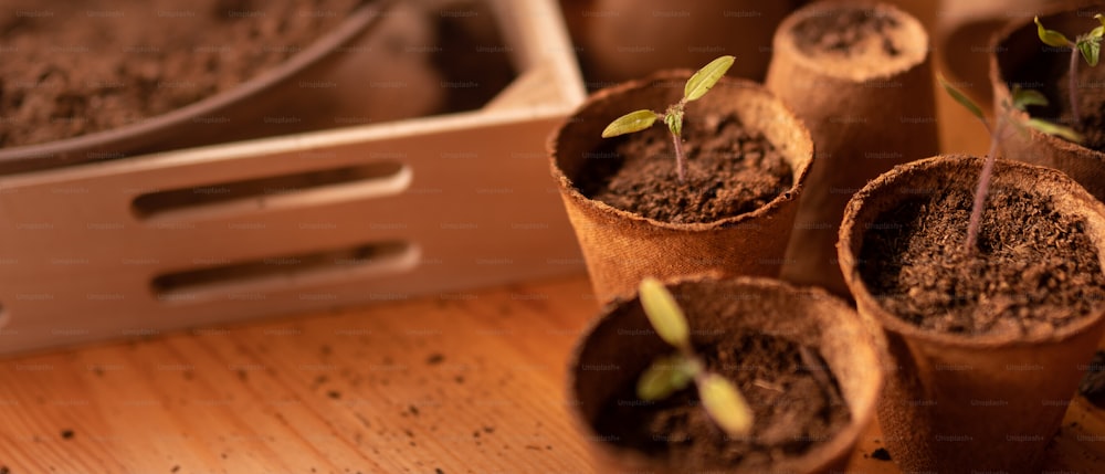 Plántulas jóvenes y frescas que crecen en una maceta biodegradable, jardinería doméstica.