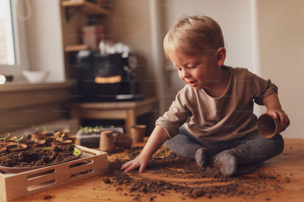 Un desastre y suciedad en una mesa mientras un niño pequeño juega con plántulas en macetas en casa.