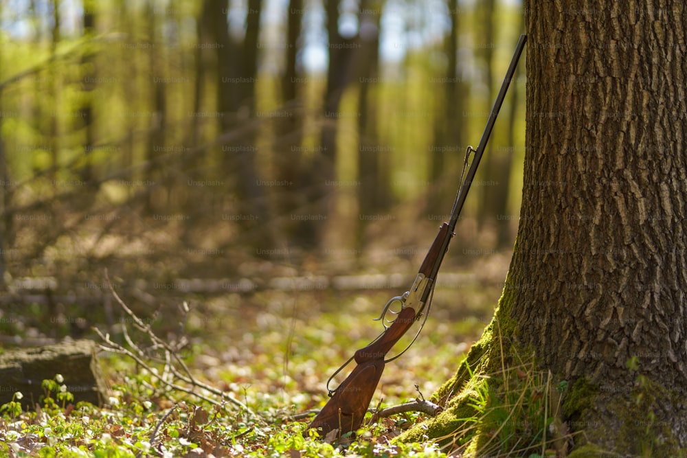 A hunter's rifle gun near tree in forest.