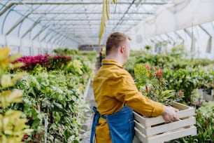 A young man with Down syndrome working in garden centre, carrying crate with plants.