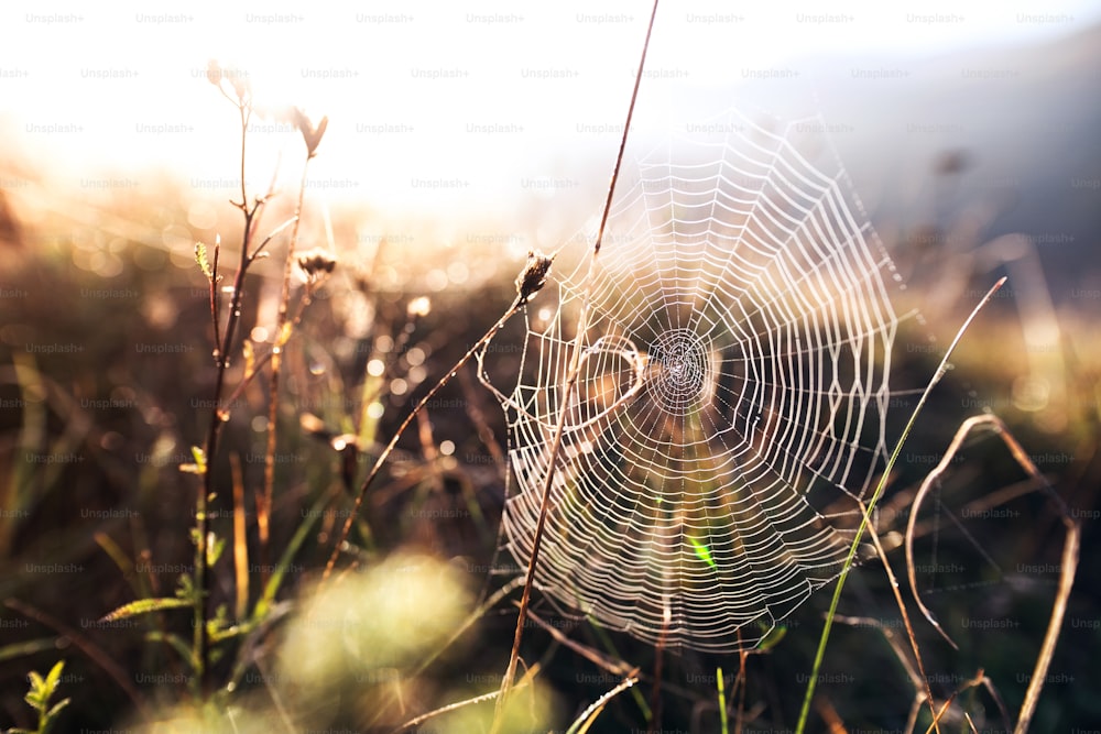 Vue rapprochée d’une toile d’araignée. Photo de toile d’araignée contre le lever du soleil. Nature automnale.