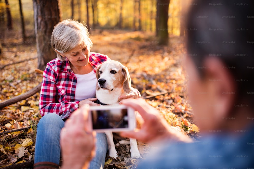 Aktives Seniorenpaar mit Hund bei einem Spaziergang in einem schönen Herbstwald. Nicht erkennbarer Mann fotografiert eine Frau mit Hund mit einem Smartphone.