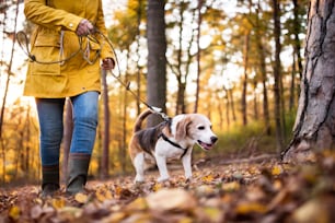 Mujer mayor activa irreconocible con perro en un paseo por un hermoso bosque otoñal.