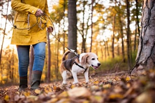 Unrecognizable active senior woman with dog on a walk in a beautiful autumn forest.