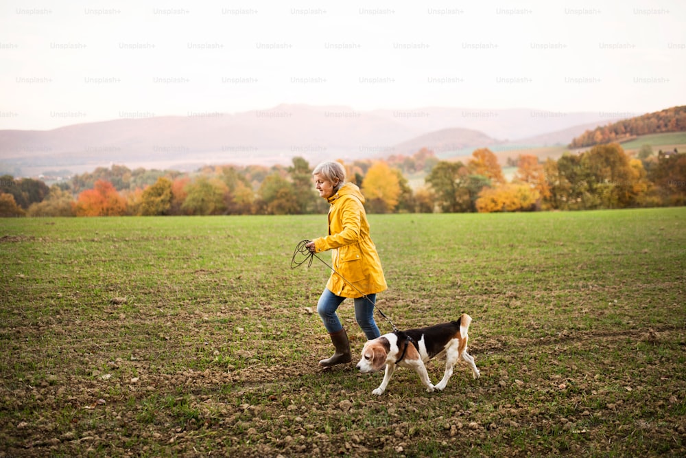 아름다운 가을 자연 속에서 산책하는 강아지와 함께 활동적인 노인 여성.