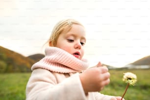 Cute little girl in pink coat outside in colorful autumn nature holding a dandelion.