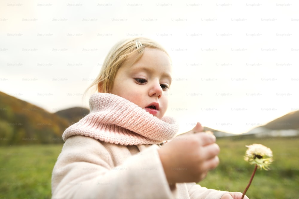Cute little girl in pink coat outside in colorful autumn nature holding a dandelion.