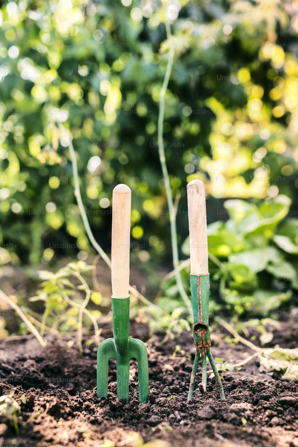 Close up of garden tools in the garden. Hand fork and a cultivator stuck in the ground. Close up.