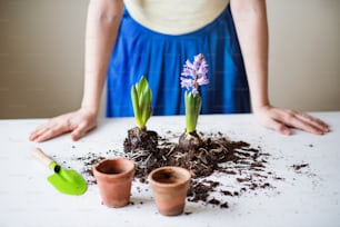 Mulher jovem irreconhecível plantando mudas de flores em casa.