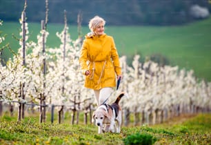 Uma mulher idosa com um cão de estimação em um passeio na natureza do pomar da primavera.