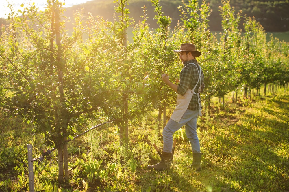 Un agricoltore maturo con cappello e grembiule che lavora nel frutteto al tramonto. Copia spazio.