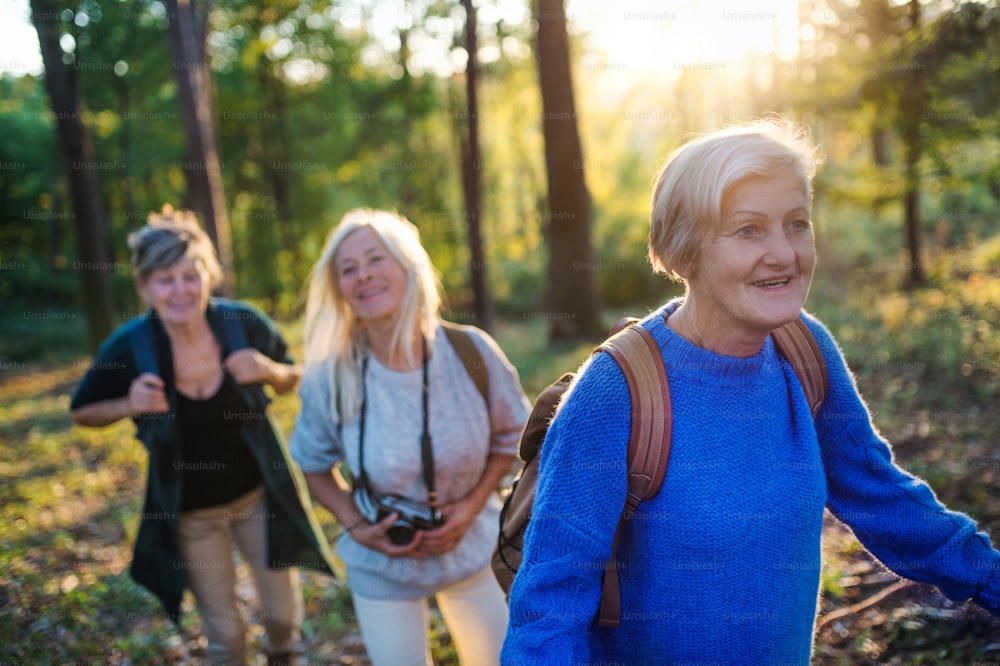 Senior women friends with a camera walking outdoors in forest.