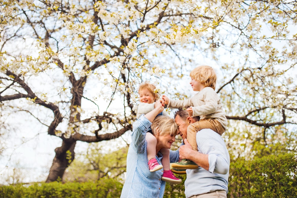 Senior grandparents with toddler grandchildren standing under tree in blossom in spring.