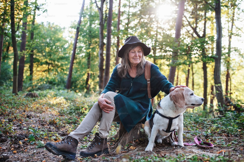 A happy senior woman with dog on a walk outdoors in forest, resting.