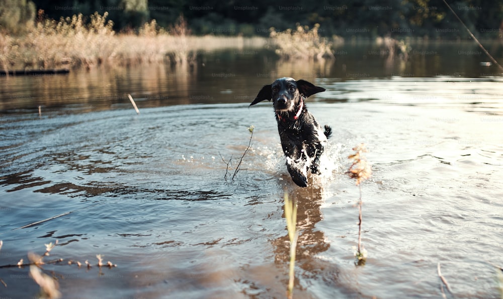 야외에서 호수를 달리는 검은 개, 자연의 애완 동물.