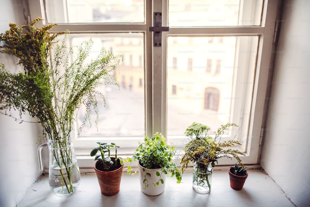 Plantas em vasos de flores e vasos de vidro no peitoril da janela. Uma startup de negócios de floristas.