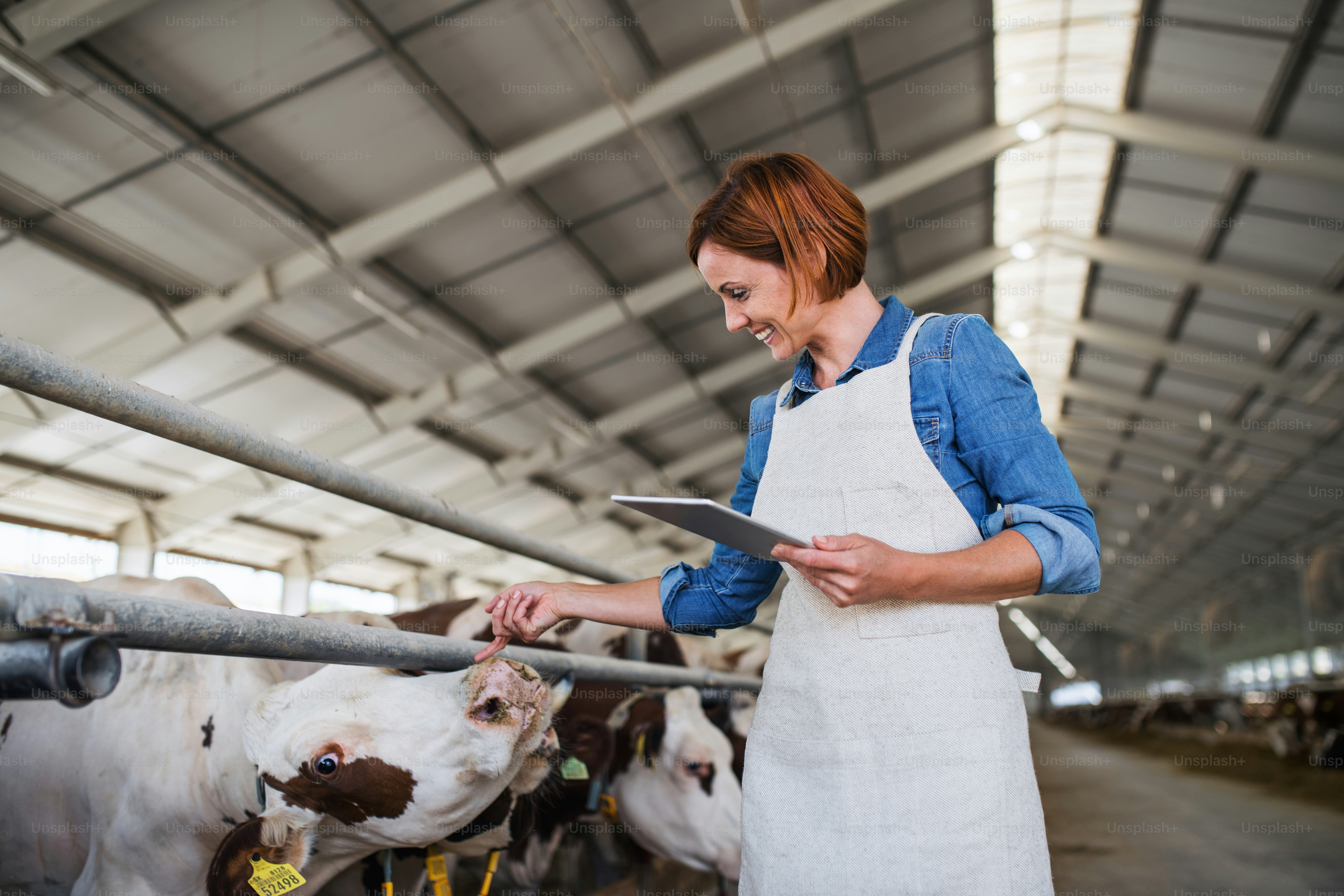 Woman manager with tablet working on diary farm, agriculture industry ...