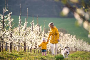 Front view of senior grandmother with granddaughter with a dog walking in orchard in spring.