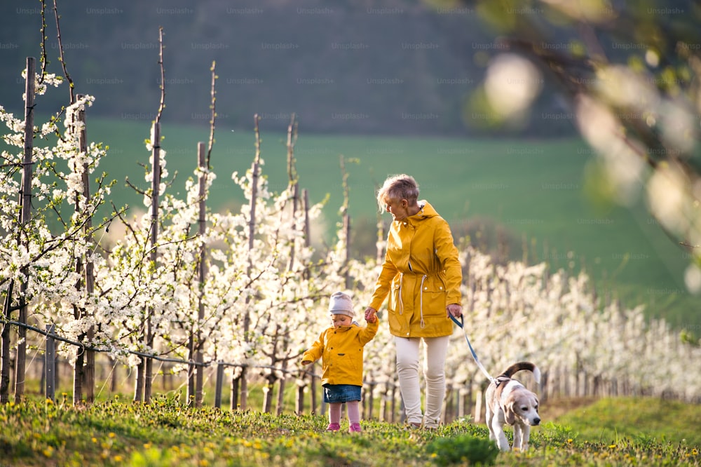 Vorderansicht der älteren Großmutter mit Enkelin mit einem Hund, der im Frühling im Obstgarten spazieren geht.