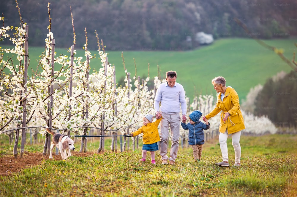 Front view of senior grandparents with toddler grandchildren and dog walking in orchard in spring.
