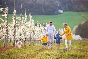 Front view of senior grandparents with toddler grandchildren and dog walking in orchard in spring.