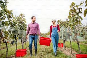 Portrait of man and woman collecting grapes in vineyard in autumn, harvest concept.