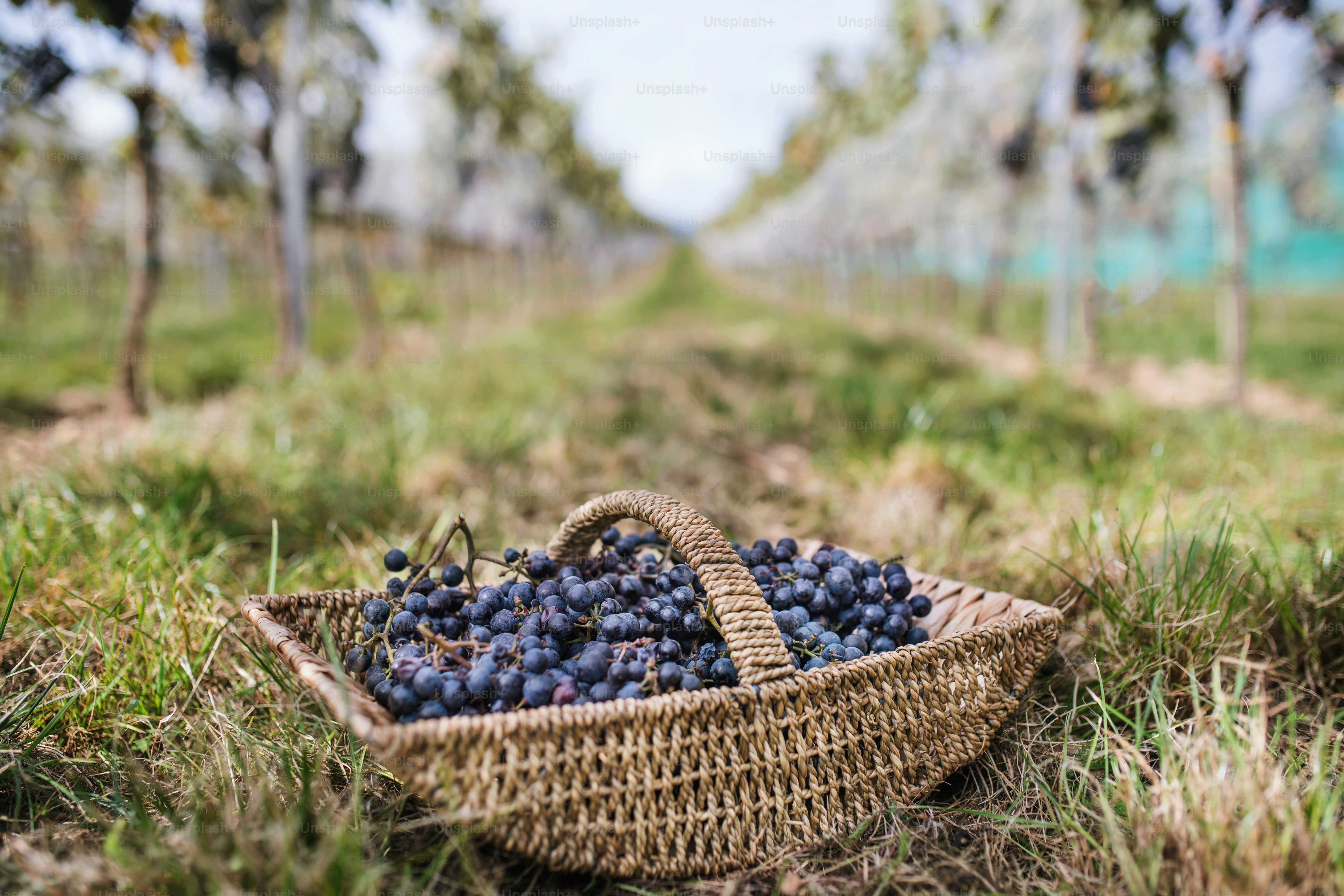 Basket with blue grapes in vineyard, grape harvest concept.