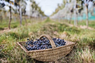 Basket with blue grapes in vineyard, grape harvest concept.