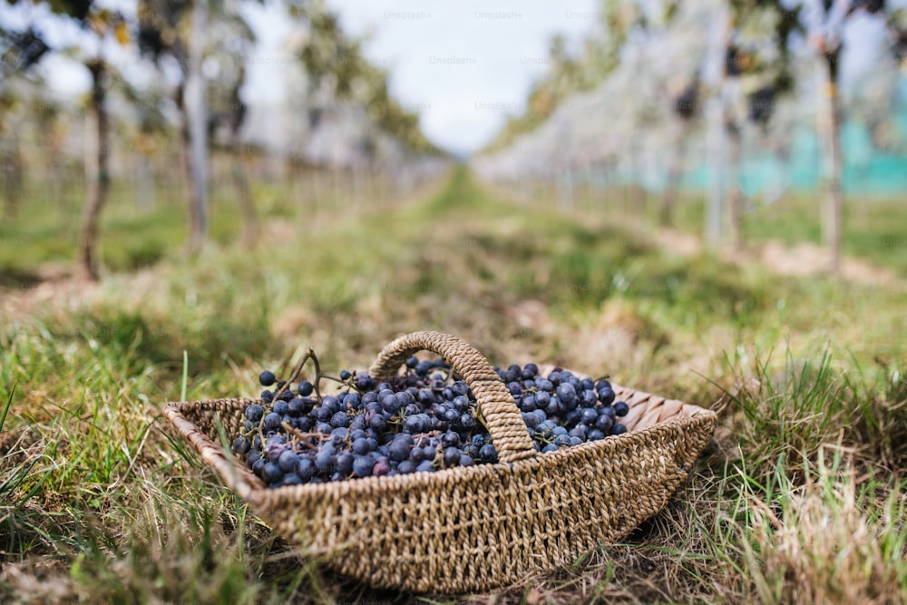 Basket with blue grapes in vineyard, grape harvest concept.