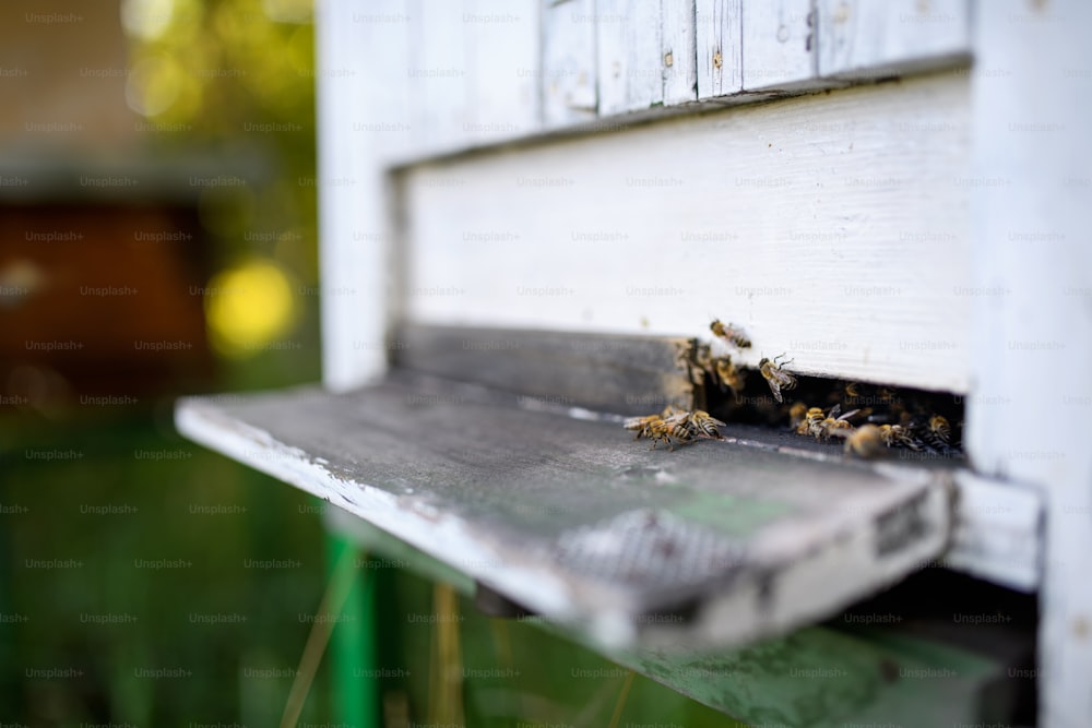 Um close-up de colmeia de madeira e abelhas voadoras.